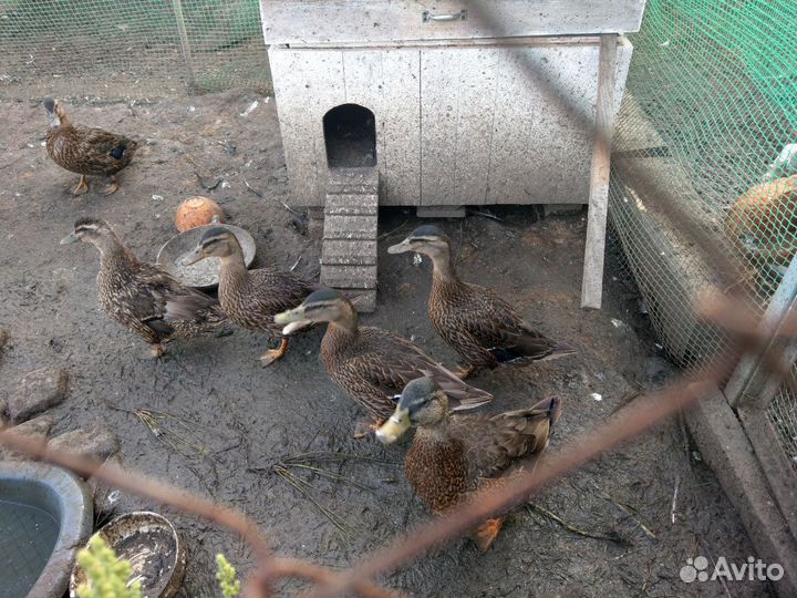 Подсадные утки