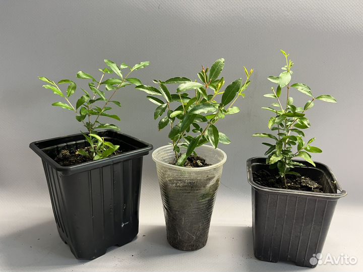 Гранат комнатный, гибискус махровый красный