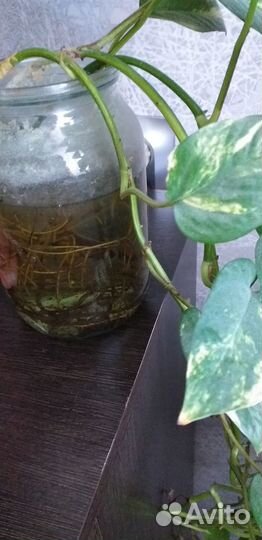 Комнатные растения цветы бесплатно