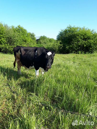 Корова дойная