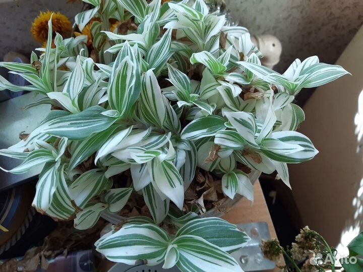 Комнатные цветы и черенки в ассортименте