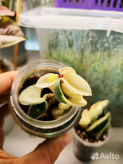 Хойя компакта вариегатная