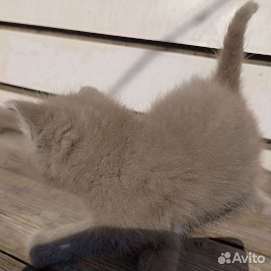 Отдам в добрые руки котят