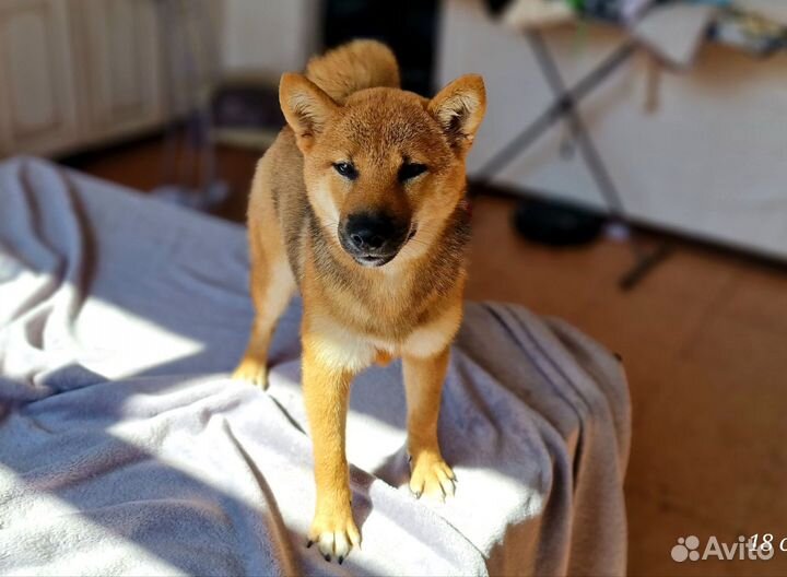 Сиба Ину Щенок