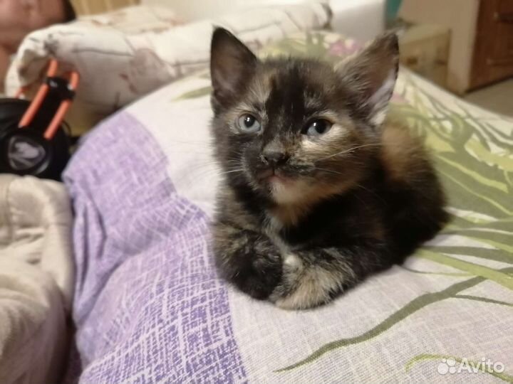 Маленькие очаровашки