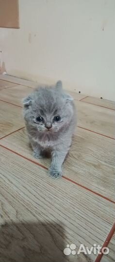 Шотландская вислоухая