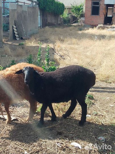 Овцы бараны ягнята