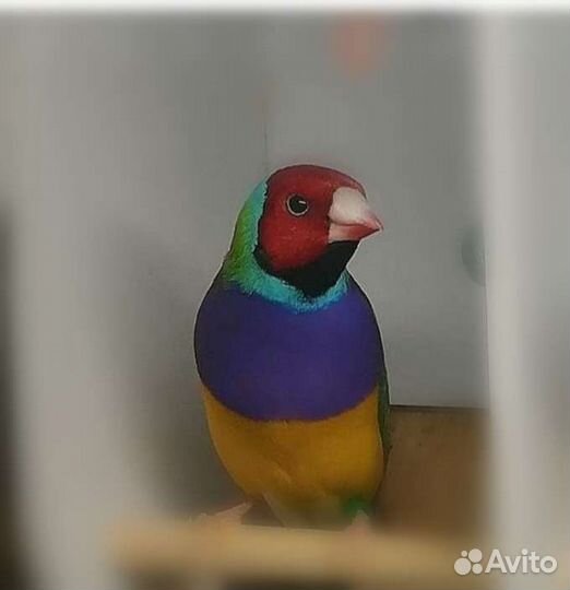 Амадины гульда