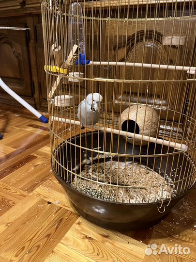 Волнистый попугай (получех)