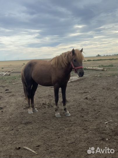 Продам лошадь