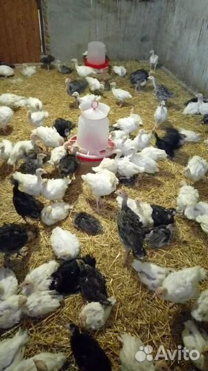 Индюки подрощенные