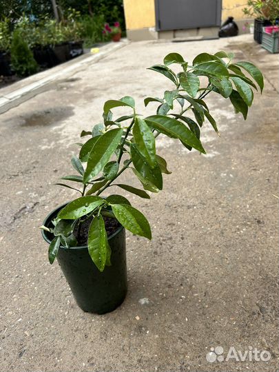 Комнатные растения