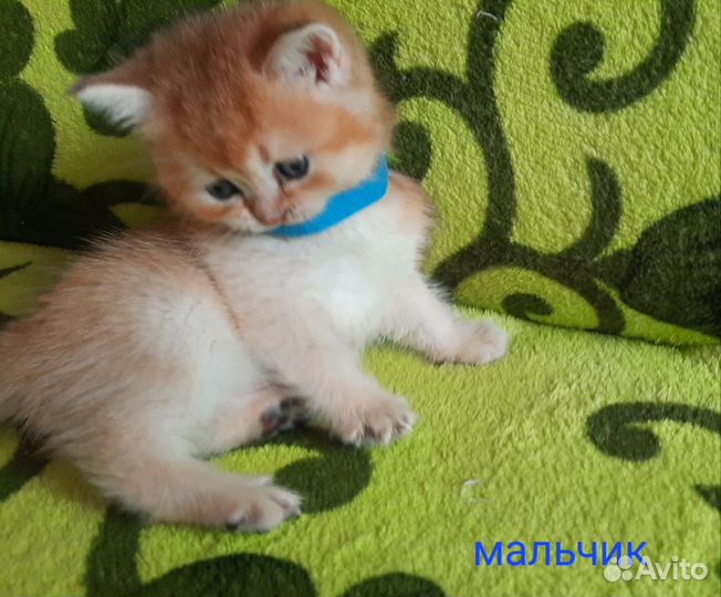 Очаровашки