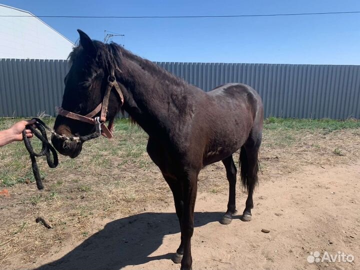 Кабыла 2 года