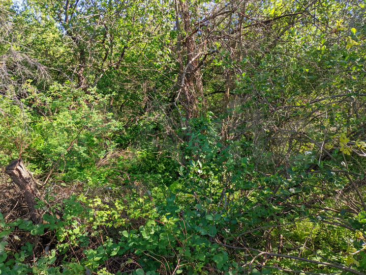 Участок 6 сот. (СНТ, ДНП)