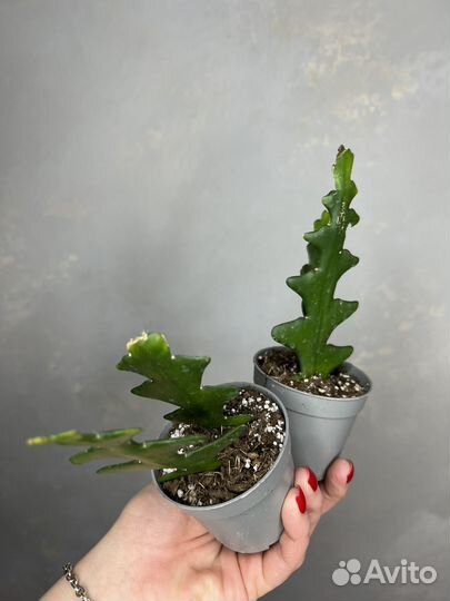 Селеницереус Энтони Царица ночи