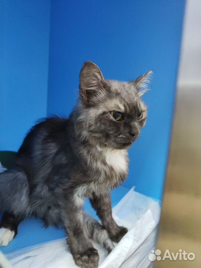 Некуда идти, остаётся только приют