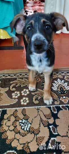 Щенки, мальчик и 2 девочки