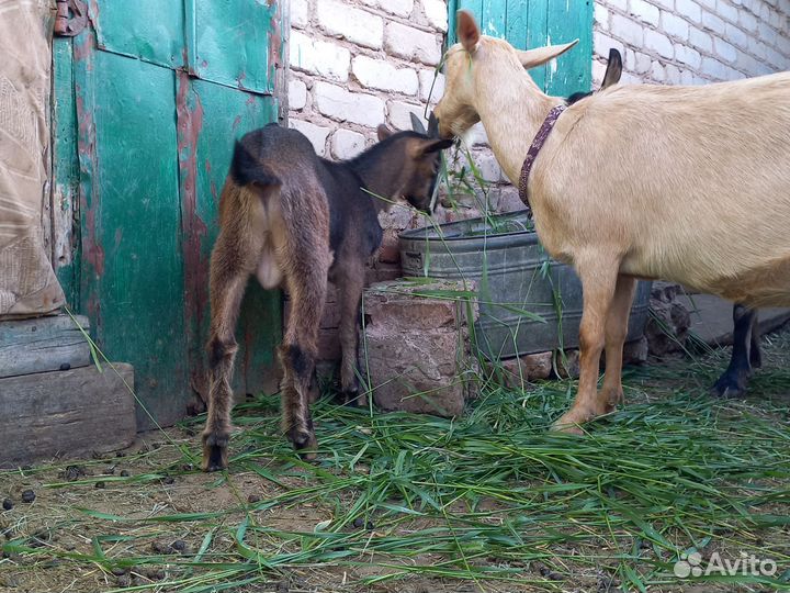 Козел альпийский