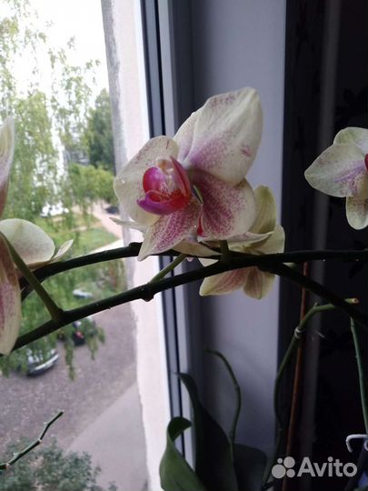 Орхидея фаленопсис