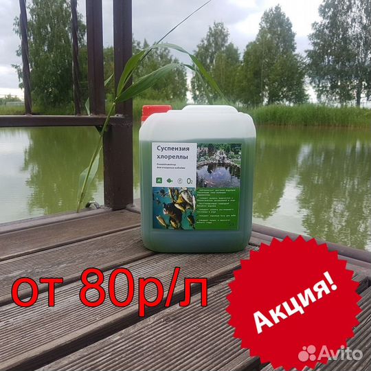 Суспензия Хлореллы