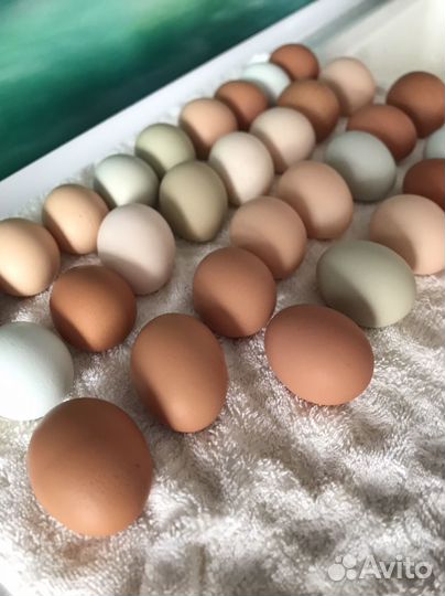 Домашние куриные яйца (Столовые, Инкубационные )