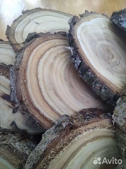 Спил дерева облепиха яблоня слива