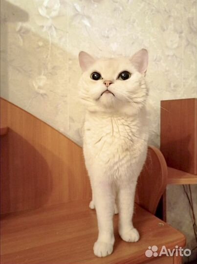 Британская серебристая шиншилла