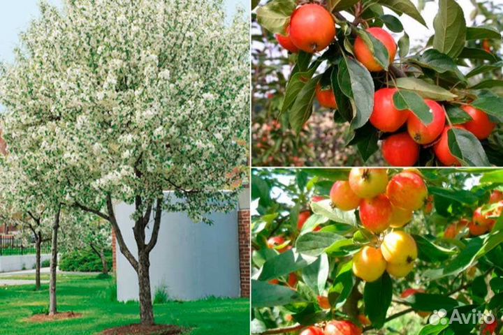 Райские яблочки