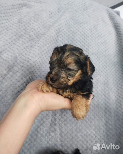 Йоркширский терьер