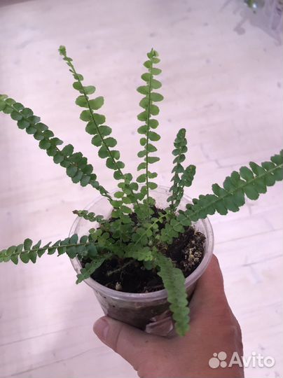 Нефролепис блонд