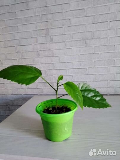 Распродаю комнатные растения