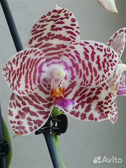 Орхидея фаленопсис Phal. Brother Glory ’LF’