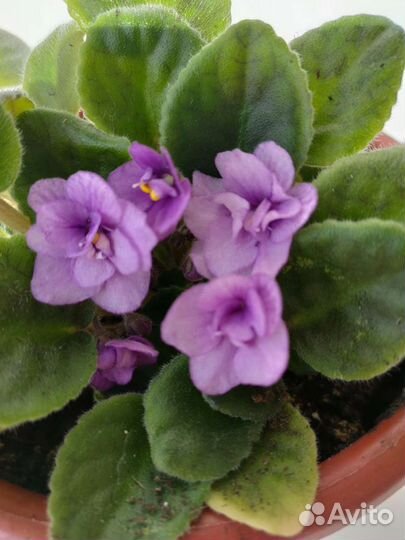 Цветущие фиалки