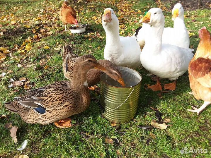 Гуси, утки