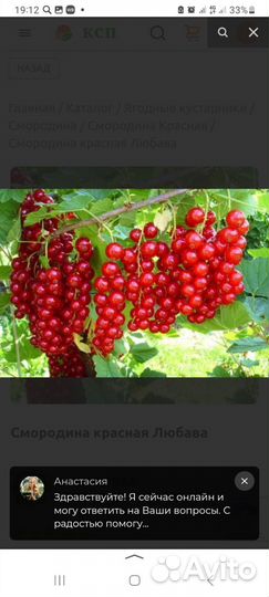 Смородина черная и красная саженцы