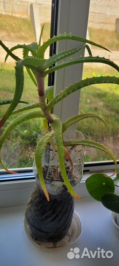 Алоэ столетник