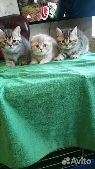 Шотландские котята