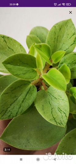 Пеперомия пикси лайм