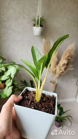 Аглаонема Серый призрак (Siri Kanchana)