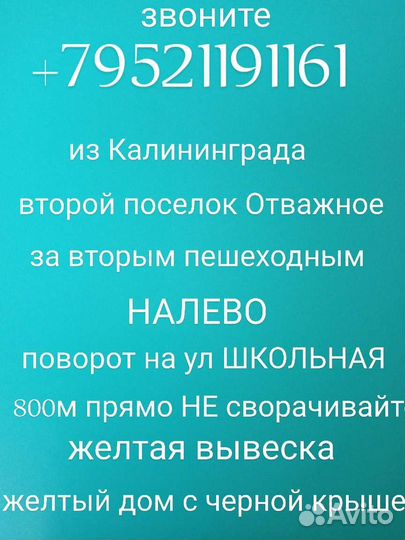 Роза Латин Леди саженцы