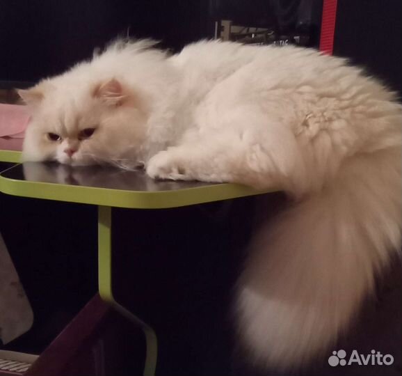 Персидский кот, вязка