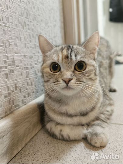 Вязка кошек