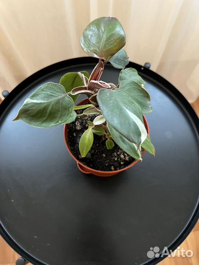 Филодендрон белая принцесса