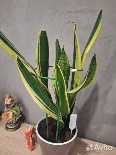 Сансевиерия футура суперба