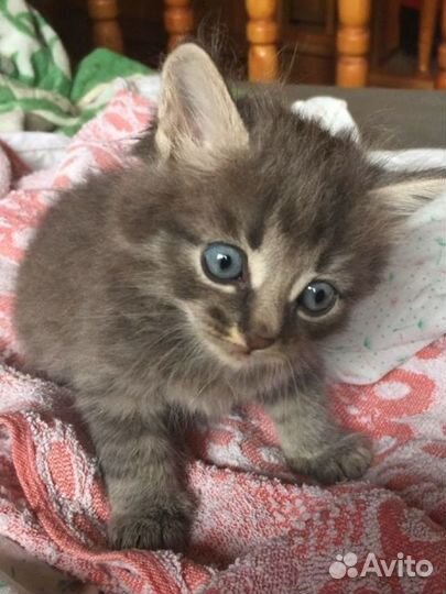 Котик 1 месяц