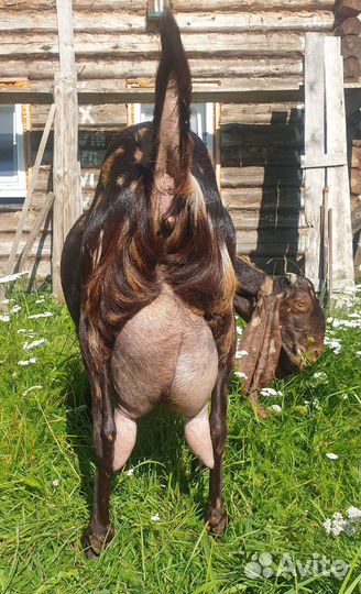 Козёл Камори, козы Камори, козлик Камори