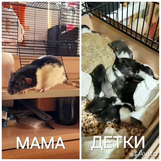 Крысята дамбо и обычные только однополые пары