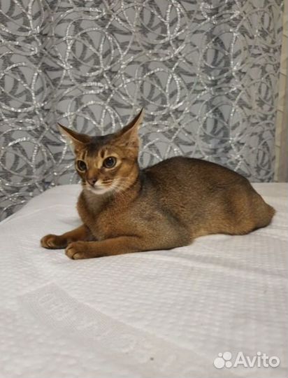 Абиссинская кошечка 6 мес