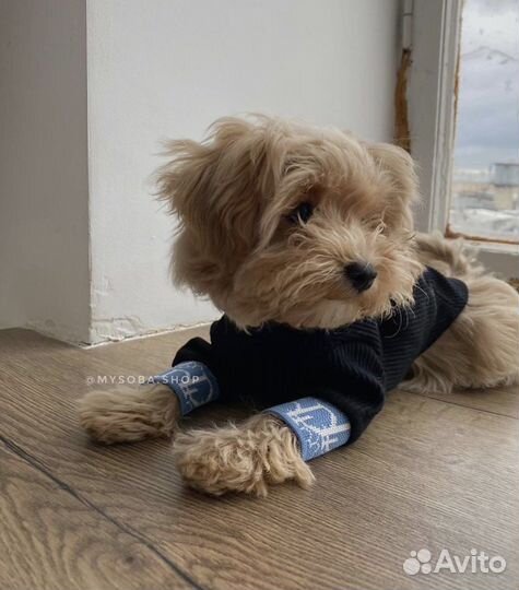 Кофта Dior для собак той-терьер, чих